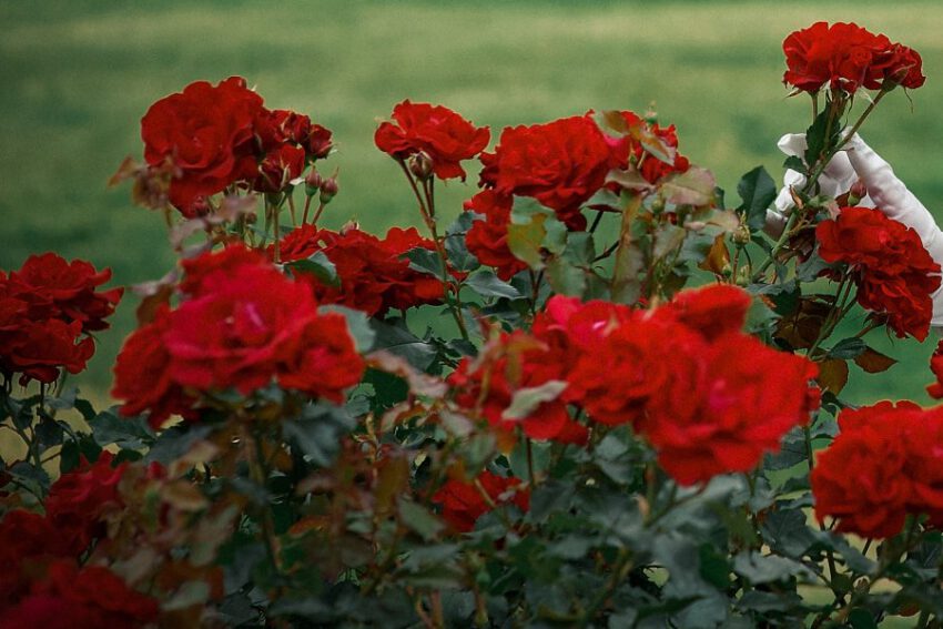 czerwone róże rabatowe